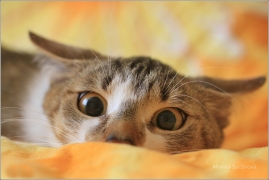 <p>Mia</p>